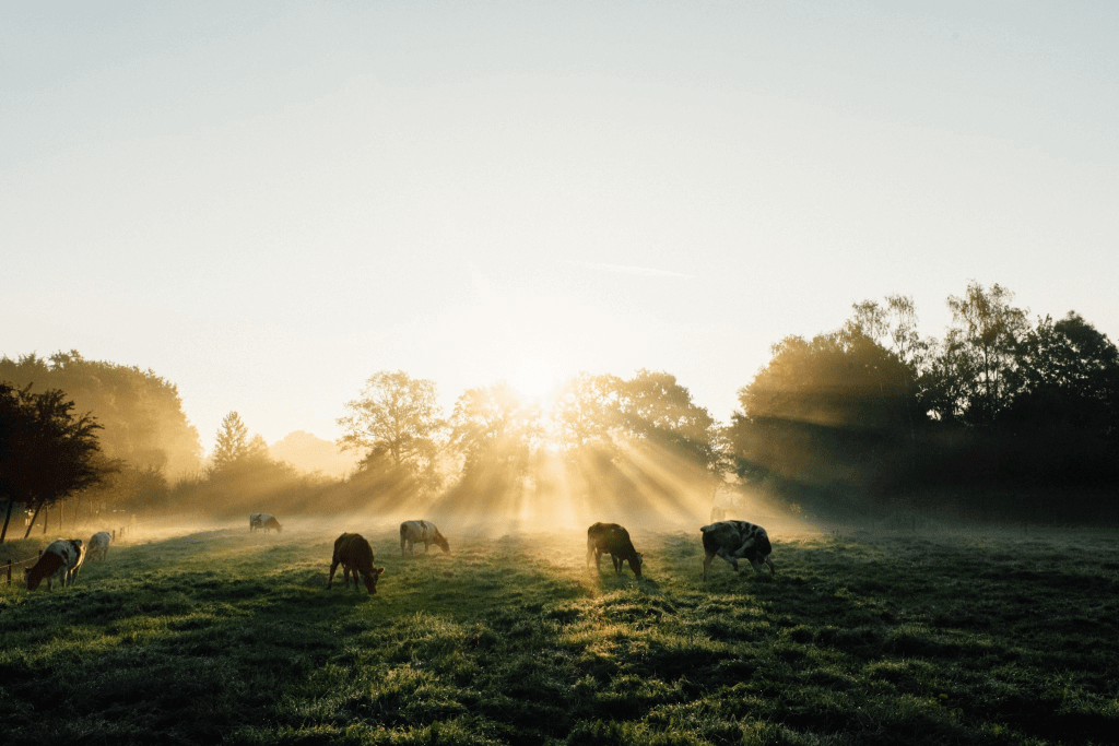 Cows grazing on pasture.