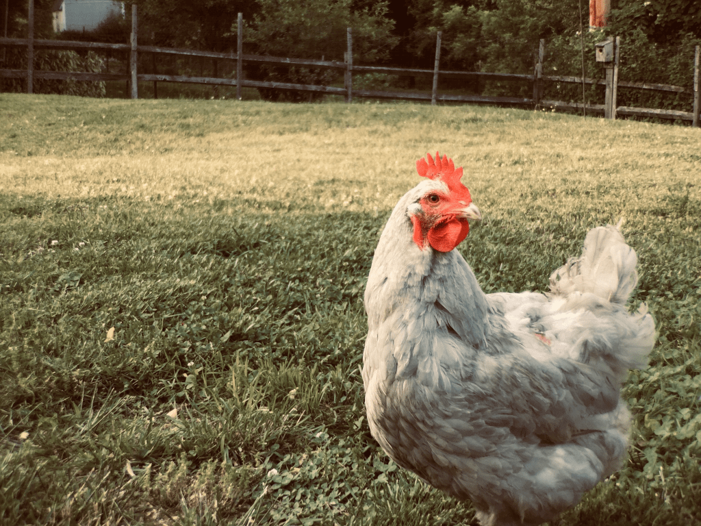 Farm Forward Joins Diverse Group of Advocates to Endorse Farm System