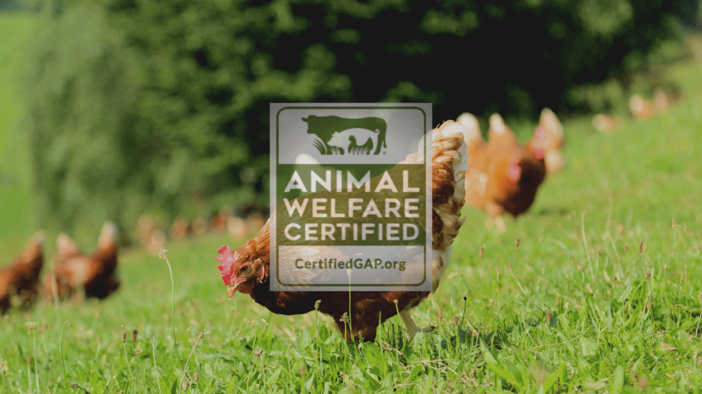 Why We Resigned from the Board of the Nation’s Largest Animal Welfare