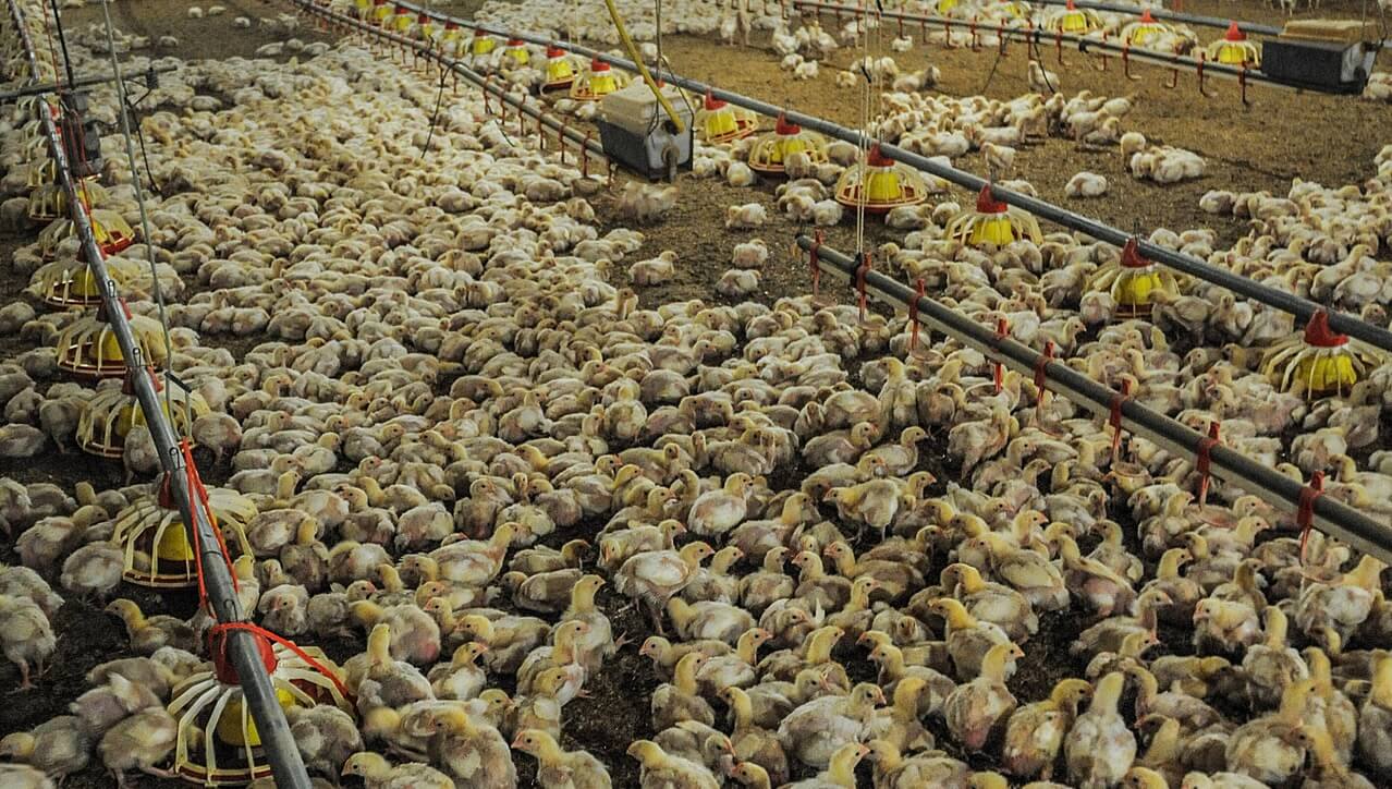 Farm Forward to WHO: Reduce Pandemic Risk Now | Farm Forward