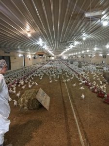 inside view of Marys Chicken barn