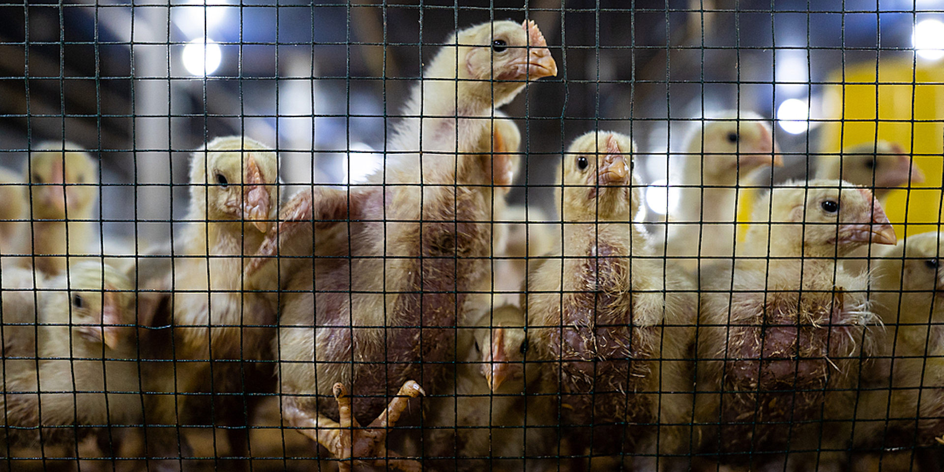 Zoonotic diseases: what are they and how do they spread? | Farm Forward