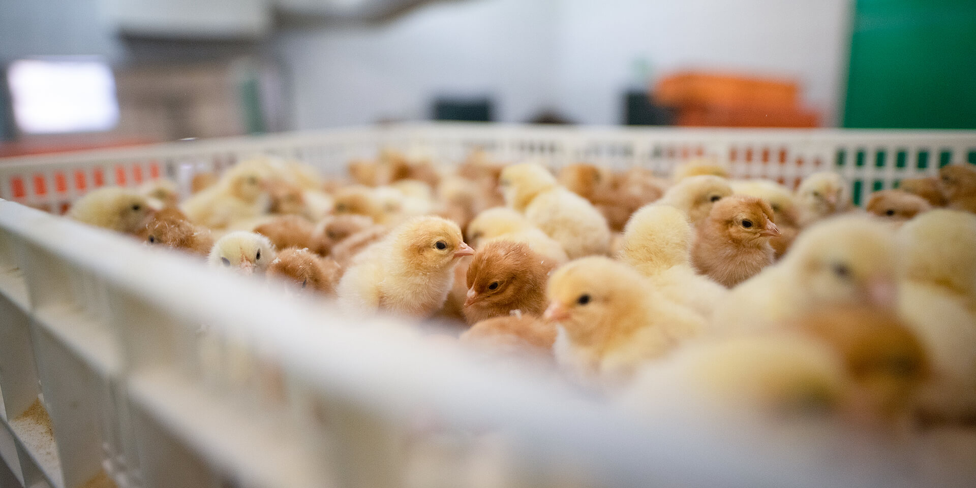 Chick culling What is it, what are the methods & is it cruel? Farm