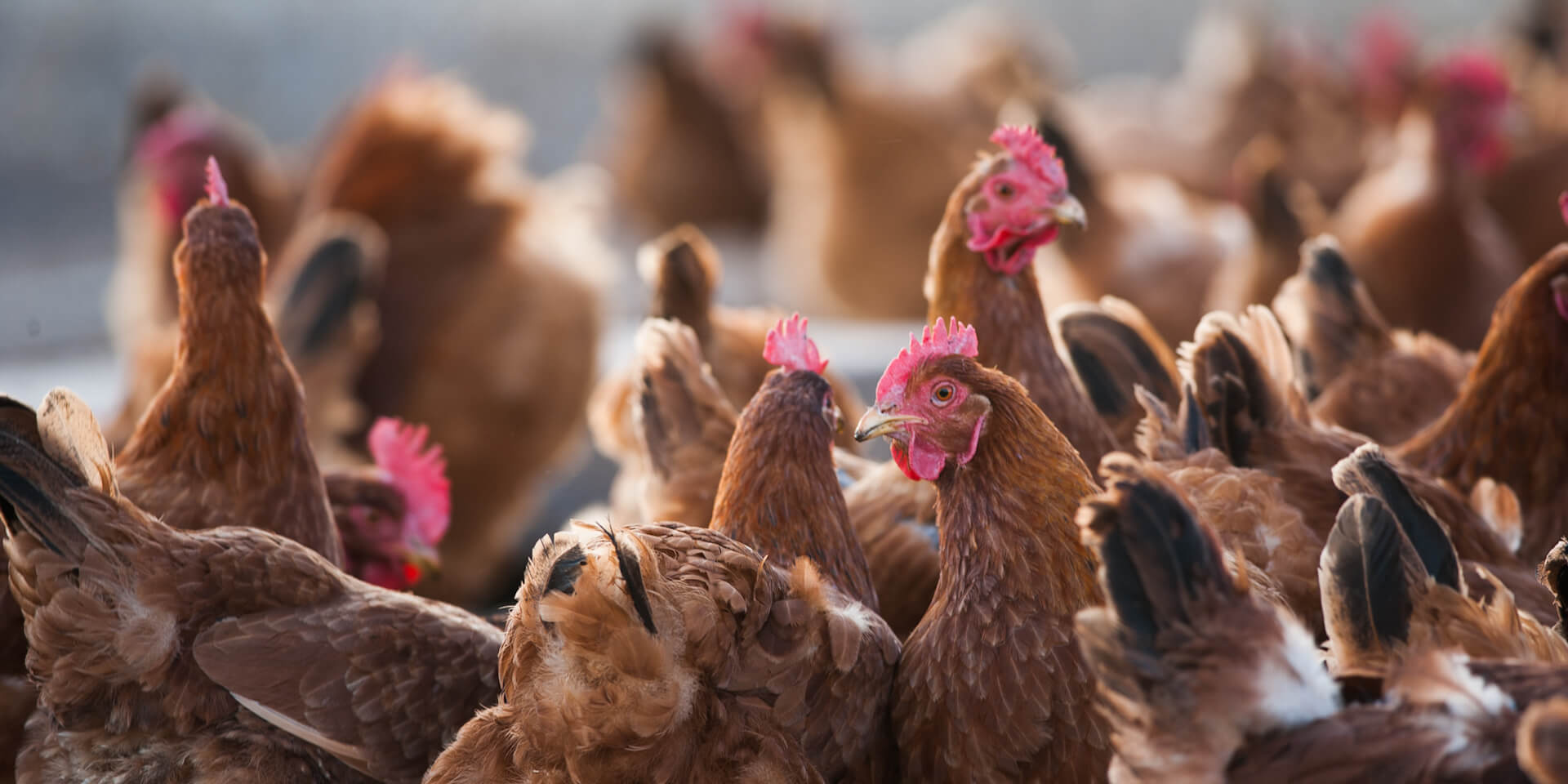 Heritage chickens versus hybrid chickens What is the difference