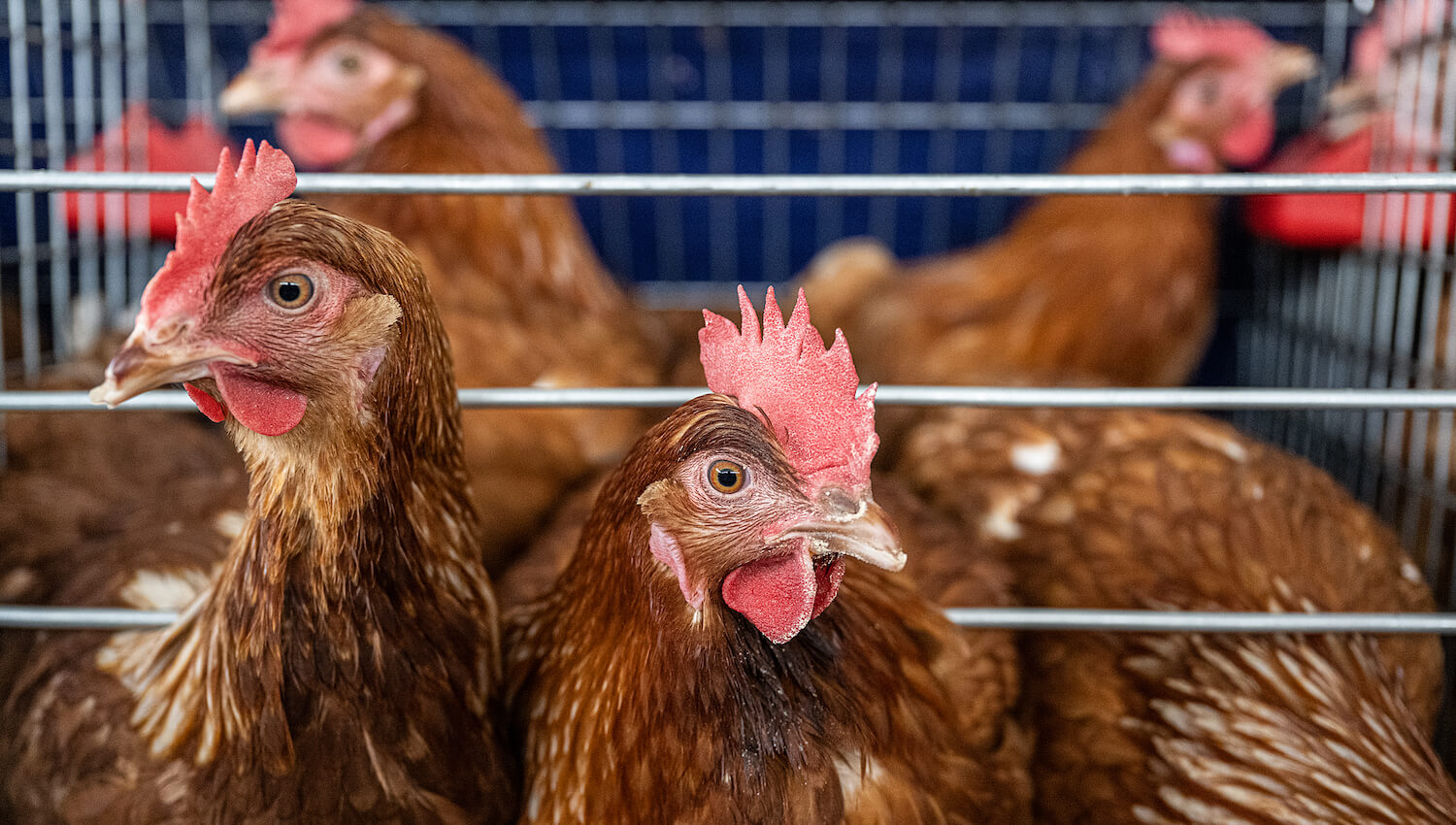 How long do chickens live in the wild versus on farms? Farm Forward