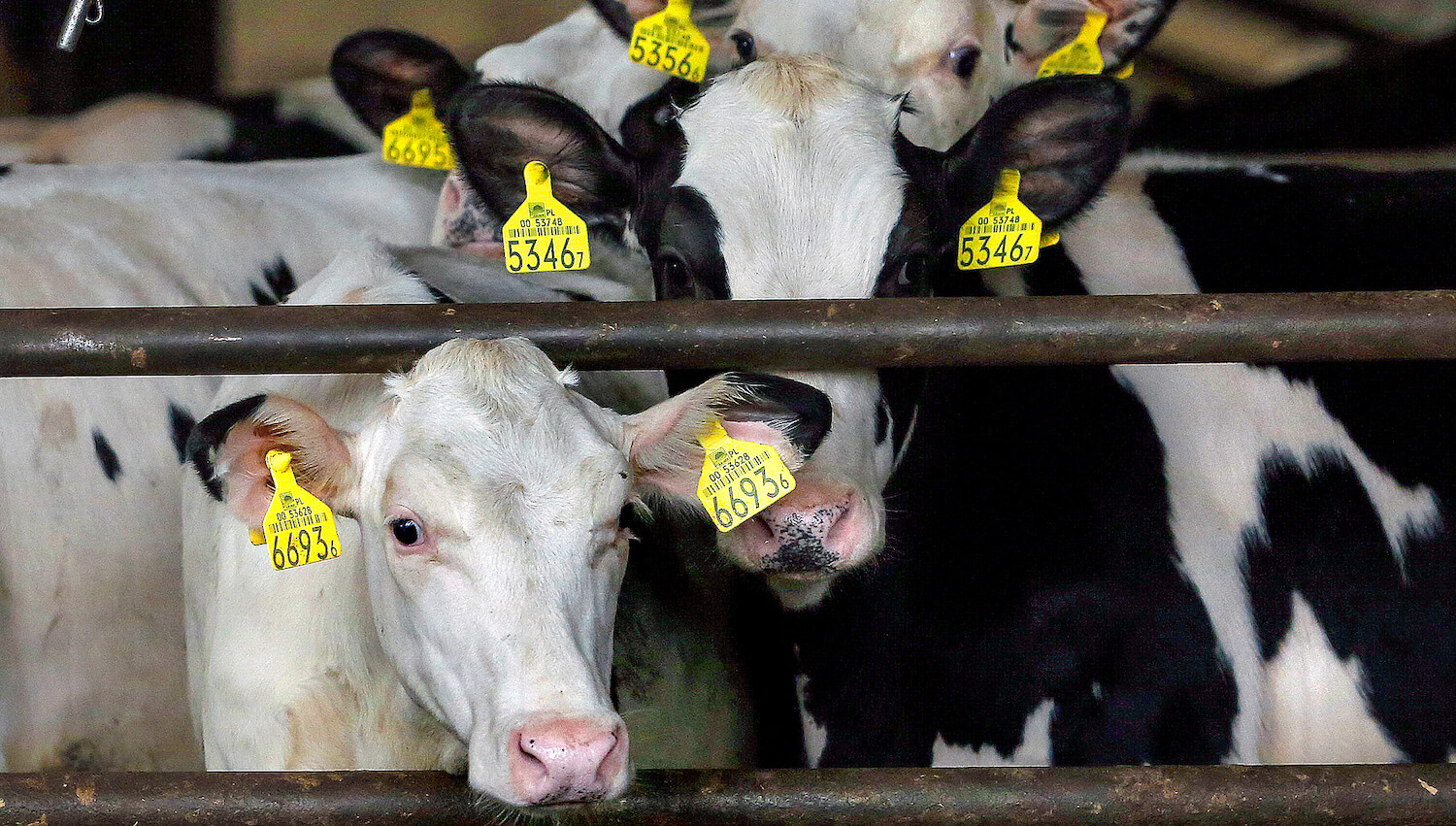 What is veal and what animal does it come from? Farm Forward