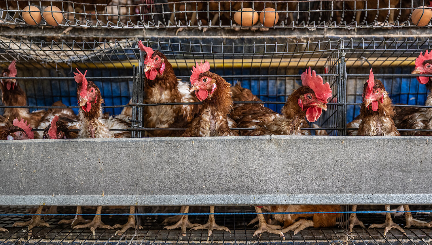 Can you get bird flu from eating chicken or eggs? Farm Forward