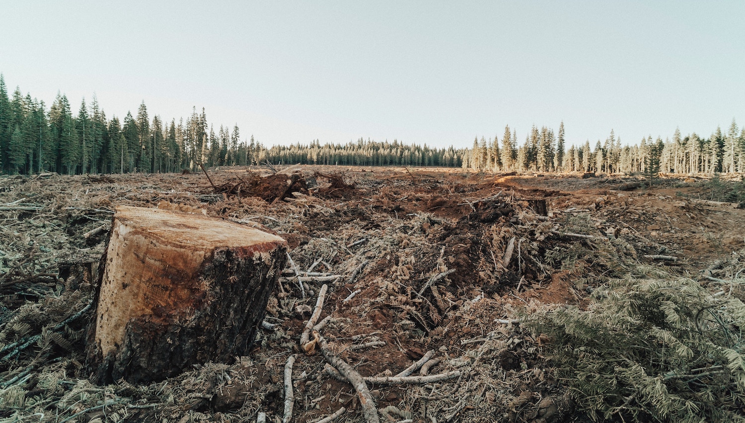 How does deforestation affect the environment and animals? Farm Forward