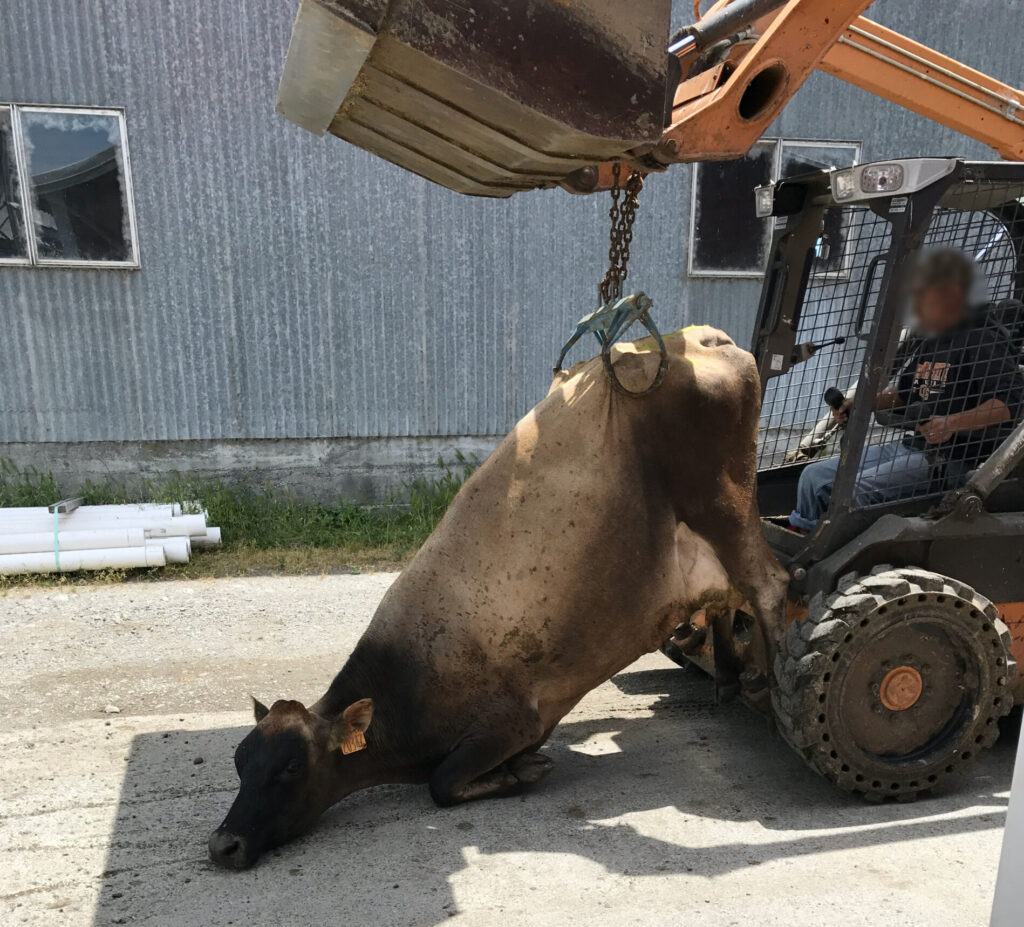 A living cow being dragged by a skid loader across concrete.